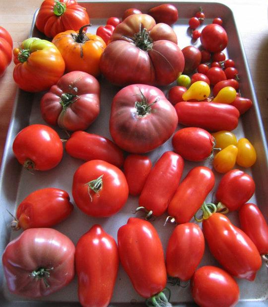 FOOD FRIDAY: TOO MANY TOMATOES?